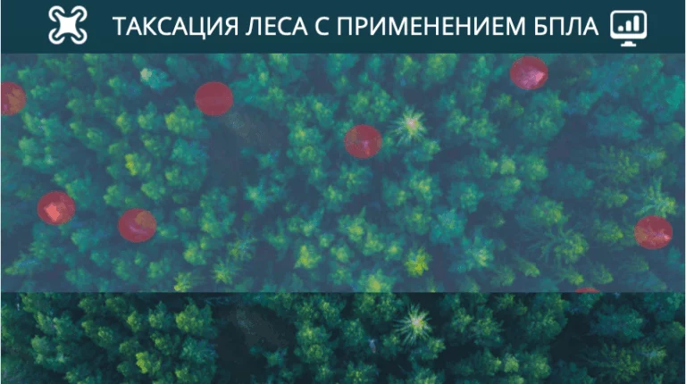 Таксация леса с применением БПЛА
