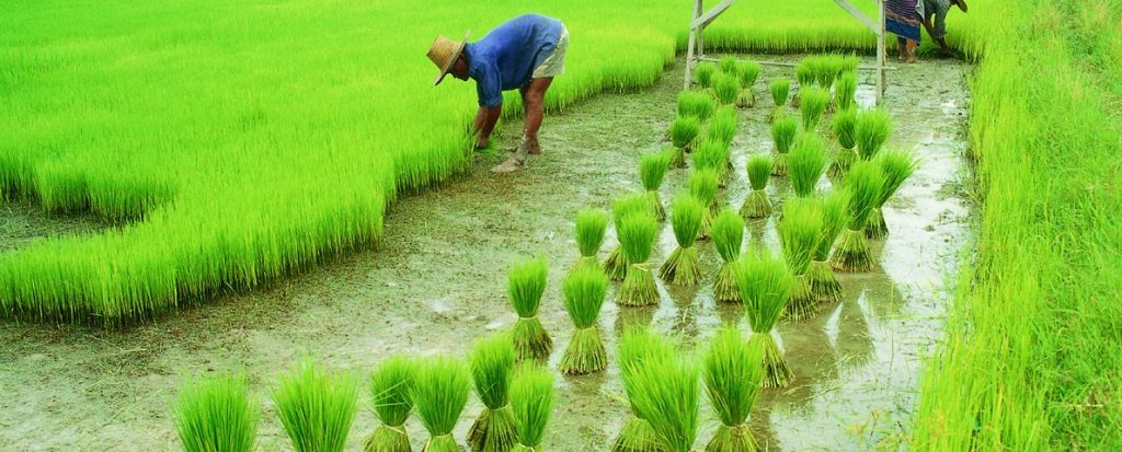 Картографирование с БПЛА для оценки урожайности риса в Китае - Zenmuse P1