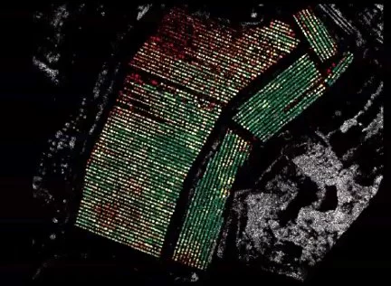 Мониторинг роста деревьев с использованием беспилотных технологий.